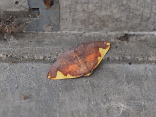 マエキトビエダシャク（2.3cm）