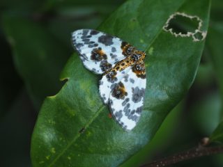 ヒメマダラエダシャク