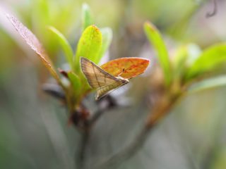 アカウスグロノメイガ（1cm）