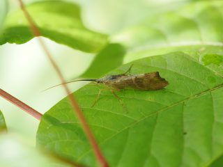 エグリトビケラ（裏磐梯）（2022年6月23日）