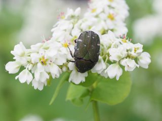 コアオハナムグリ