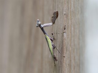 ヒメカマキリ