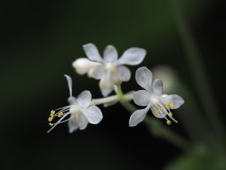 ヤブミョウガ