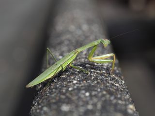 オオカマキリ