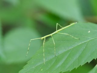 ナナフシ幼虫