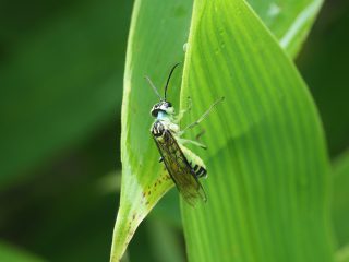 セマダラハバチ