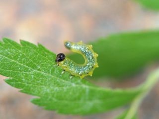 シモツケマルハバチ幼虫（2017年5月10日）