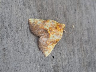 トビイロリンガ♂（1.5cm）