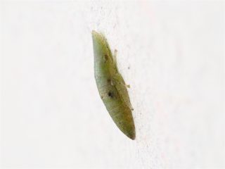 コミミズク（幼虫）