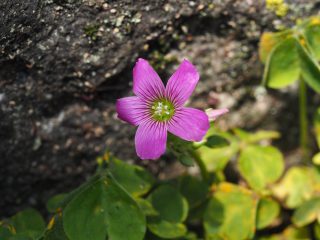 ムラサキカタバミ（2015年4月27日）