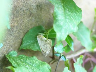 オオカマキリ（2016年6月2日）