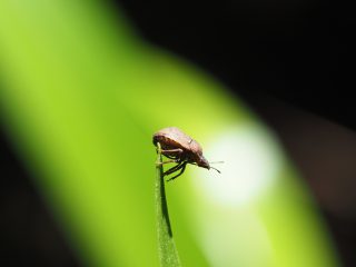 ハナダカカメムシ