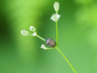 ハナダカカメムシ
