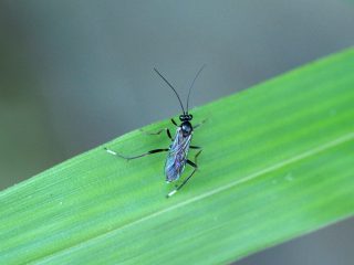 ヒメバチの仲間（2017年6月14日）