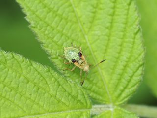 アカヒメヘリカメムシ幼虫（2022年6月20日）
