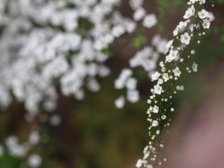 ユキヤナギ（白）