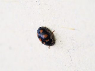 ムツキボシテントウ