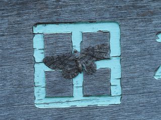フトスジエダシャク（3cm）