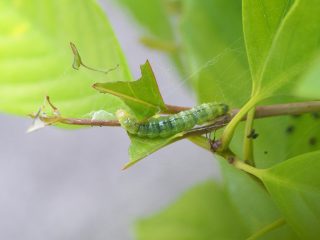ウコンノメイガ幼虫？（2017年5月8日）
