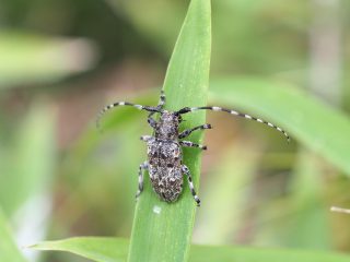 カタジロゴマフカミキリ