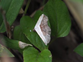 ヒメクルマコヤガ（2cm）