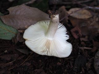 キチャハツ裏（2019年10月23日）