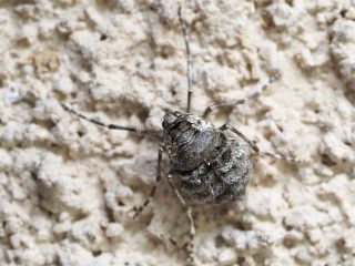 シロオビフユシャク♀
