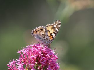 ジャノメチョウの仲間