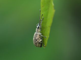 ケブカクチブトゾウムシ