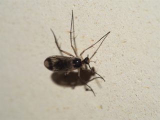 キノコバエの仲間（2014年2月21日）