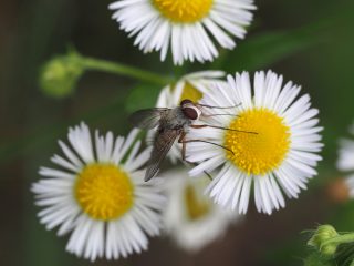 クチナガハリバエ