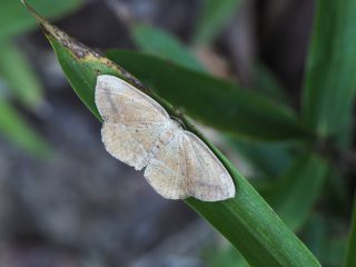 ツマキエダシャク（3.3cm）