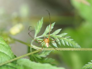 ヒメハナグモ♂？（2020年6月6日）