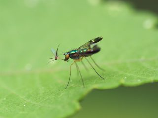 マダラアシナガバエの狩（2014年7月5日）