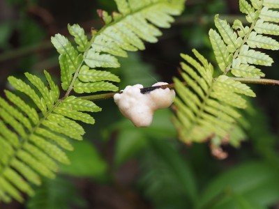 カマキリの卵（2014年9月13日）