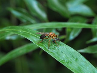 メスグロヒゲボソムシヒキ♀狩り（2019年8月31日）