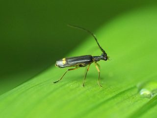 クロツマキジョウカイ（2015年5月13日）