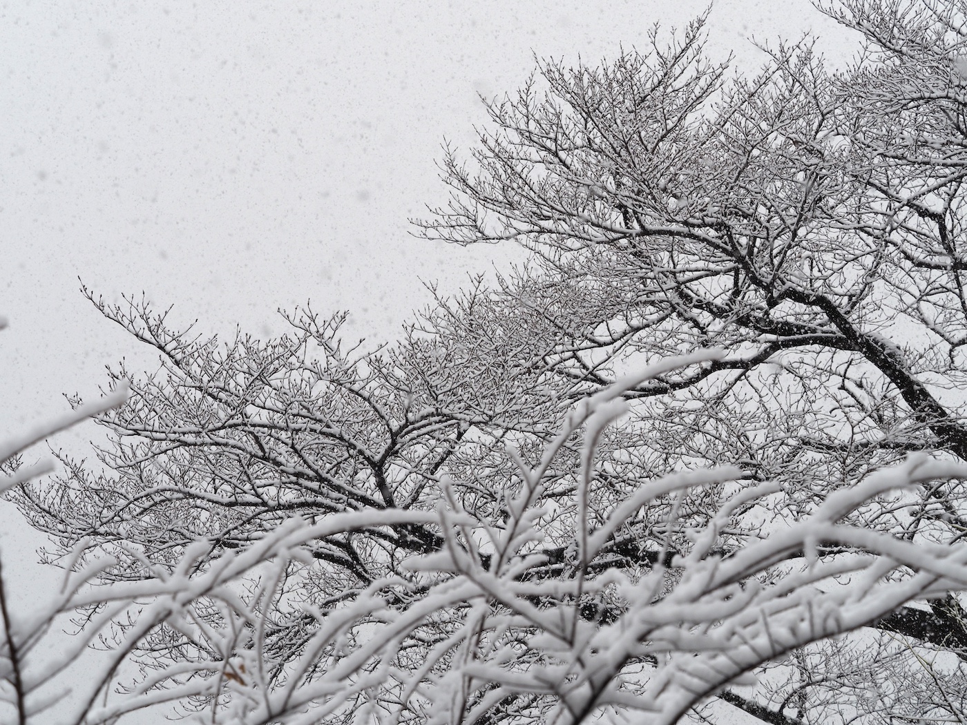 元旦の大雪
