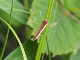 アカマダラメイガ（2017年6月11日）