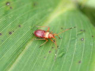 カスミカメの仲間（幼虫）