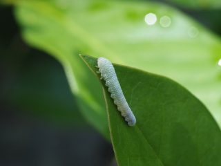 フトコシジロハバチ幼虫？（2018年5月24日）