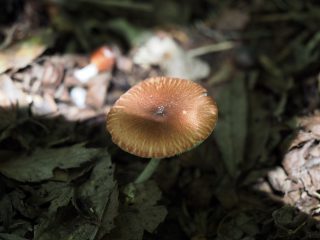 アカキツネガサ（2013年9月9日）