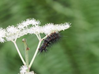 クビワウスグロホソバ（幼虫）？（裏磐梯）（2022年6月23日 ）