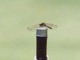 アキアカネ♀