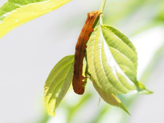 ヒロバモクメキリガ幼虫 （2018年5月12日）