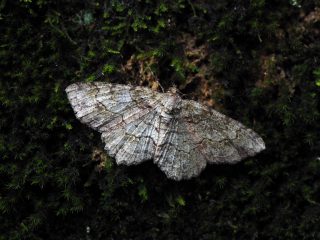 ヒロバウスアオエダシャク♀（4cm）