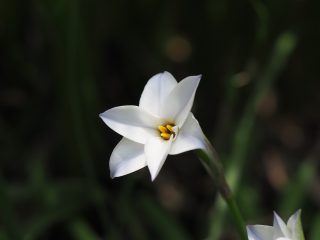 ハナニラ