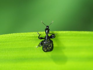 エゴツルクビオトシブミ♀（2015年5月20日）