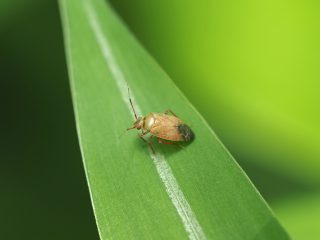 ヒメチャマダラカスミカメ♂？(2021年6月24日）