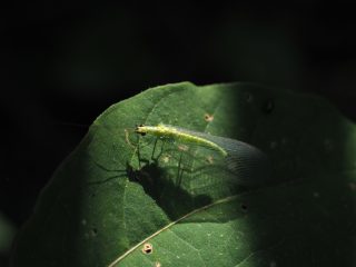 ヤマトクサカゲロウ